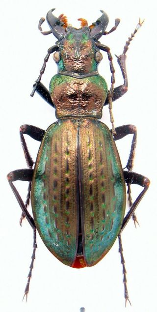 Beetles.  Carabidae Carabus (pseudocranion) Taibaishanicus W - Shaanxi