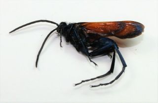 Hymenoptera,  Pepsis Limbata Male (big Species)