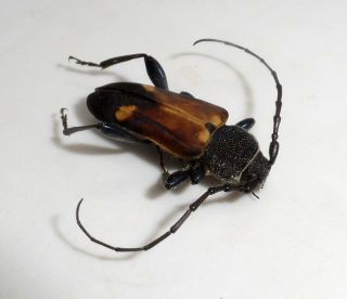 Cerambycidae,  Calydon Globithorax Male (very Rare)