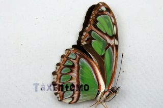 Philaethria Dido Folded Butterfly Taxidermy Real Unmounted