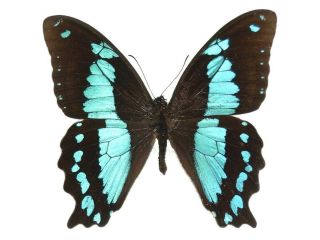One Real Butterfly Blue Papilio Bromius Unmounted Wings Closed Africa