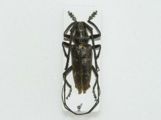 Monochamus Sartor,  A1,  Xl Male,  Ukraine,  Cerambycidae,  Entomology
