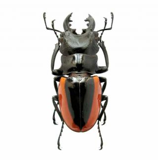 One Real Stag Beetle Odontolabis Wallastoni Unmounted Packaged