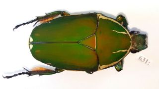 Cetonidae Mecynorrhina Torquata Inmaculicollis 56mm Female From Camerun 631