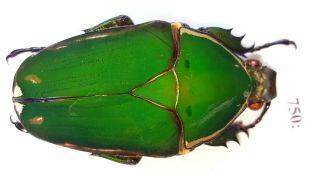 Cetonidae Mecynorrhina Torquata Inmaculicollis 53mm Female From Camerun 750