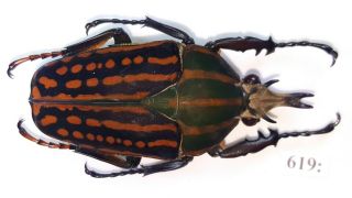 Cetonidae Chelorrhina Romyae (savagei) Male From Camerun 619
