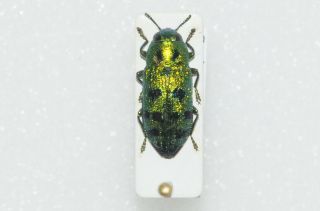 Lamprodila Festiva,  Buprestidae,  Czech Rep.  Coleoptera,  Jewel Beetle