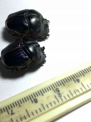 Scarabaeidae,  Coprophanaeus Milon Pair