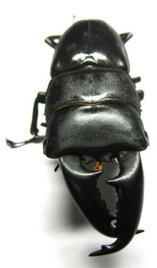 C004 Nl Nv : Lucanidae: Dorcus Titanus Imperialis Male 71.  5mm