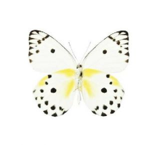 One Real Butterfly White Black Yellow Pieris Calypso Unmounted Wings Closed