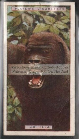 Gorilla African Primate Jungle 1924 Trade Ad Card