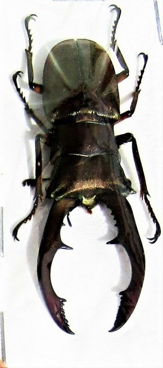 Staghorn Beetle Cyclommatus Metallifer Metallifer Male 50 - 55mm Fast From Us