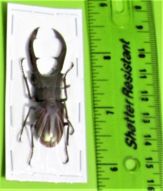 Staghorn Beetle Cyclommatus metallifer metallifer Male 50 - 55mm FAST FROM US 2