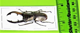 Staghorn Beetle Cyclommatus metallifer metallifer Male 50 - 55mm FAST FROM US 3