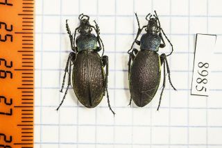 Carabus Hummeli Amurlandicus Carabidae Russia Pair A1 8985