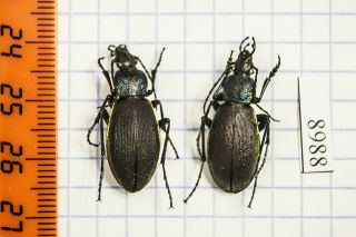 Carabus Hummeli Amurlandicus Carabidae Russia Pair A1 8988