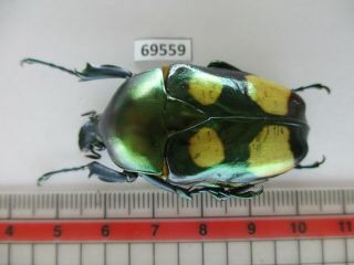 69559 Cetoniidae: Jumnos Ruckeri.  Vietnam