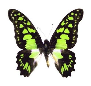 One Real Butterfly Yellow Green Graphium Tyndareus Rca Unmounted Wings Closed