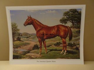 American Quarter Horse,  Orren Mixer,  8 1/2 X 11,  " Ideal " Print