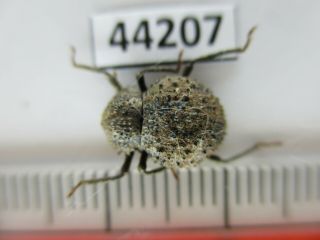 44207 Tenebrionidae?.  Vietnam C