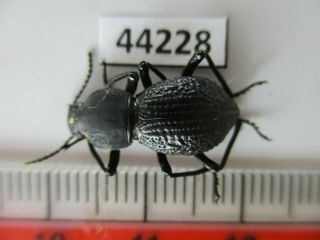44228 Tenebrionidae Sp.  Vietnam Central