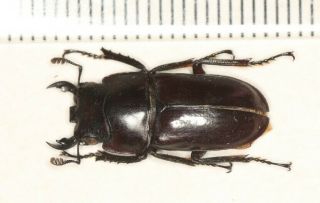 Lucanidae Stag Beetle Dorcus Sp.  From Chayu Co Of Tibet,  India Border
