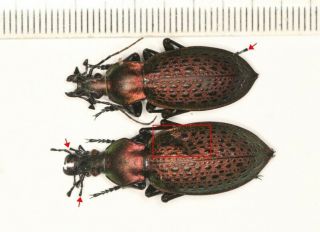 Carabidae Carabus Coptolabrus Shandong