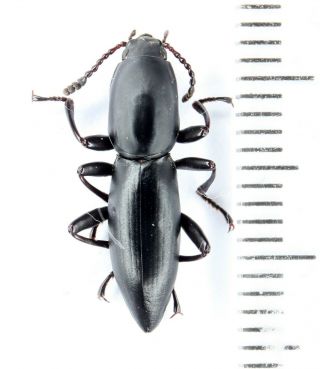 Coleoptera Tenebrionidae Sp.  Madagascar