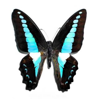 One Real Butterfly Blue Graphium Sarpedon Unmounted Wings Closed