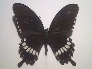 Real Insect/butterfly/moth Set/spread B6331 Papilio Polytes 7 Cm: