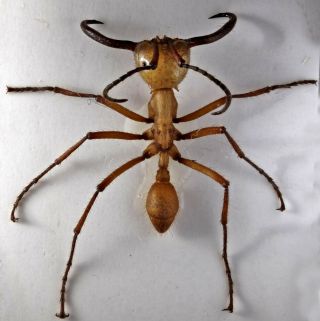 Hymenoptera Formicidae Eciton Hamatum Soldier A1 Peru