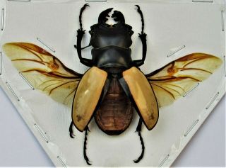 Indonesian Stag Beetle Odontolabis Ludekingi Spread Male Fast From Usa