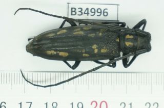 B34996 – Cerambycidae Species?beetles,  Insects Ba Thuoc Thanh Hoa Vietnam