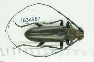 B34987 – Cerambycidae Species?beetles,  Insects Ba Thuoc Thanh Hoa Vietnam
