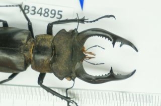 B34895 – Lucanus Nobilis Species? Beetles,  Insects Yen Bai Vietnam
