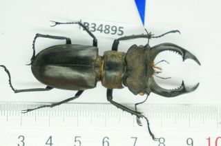 B34895 – Lucanus nobilis species? Beetles,  insects yen bai vietnam 2