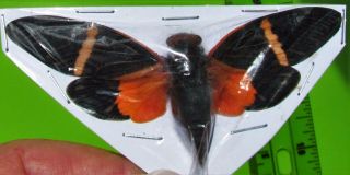 Orange & Black Asian Cicada Tosena Paviei Spread Fast From Usa