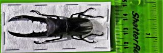 Staghorn Beetle Cyclommatus metallifer finae Black 50 mm Male FAST FROM USA 2