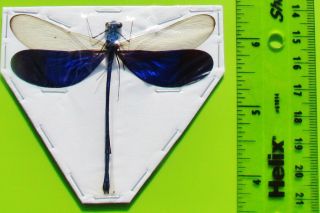 Real Electric Blue Wing Damselfly Dragonfly Neurobasis kaupi Male FAST FROM USA 2