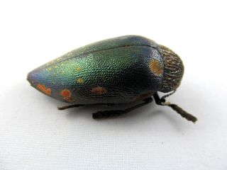 Sternocera castanea boucardii beetle Taxidermy REAL Unmounted Insect 2