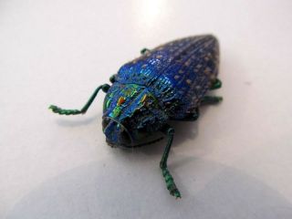Polybothris Sumptuosa Gema Purple - Blue - Green - Wow Taxidermy Real Insect