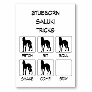 Saluki Stubborn Tricks Fridge Magnet Dog