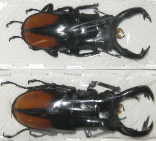 Lucanidae 2 Hexarthrius Parryi Paradoxus A1 Big Male 77mm (indonesia)