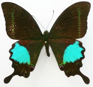 Papilio Paris Ssp.  Male From Mt.  Lawu,  Java