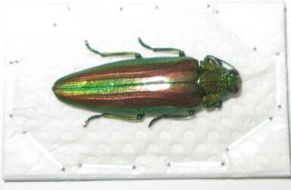 Chrysochroa Baudoni (buprestidae)