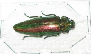 Chrysochroa baudoni (Buprestidae) 2