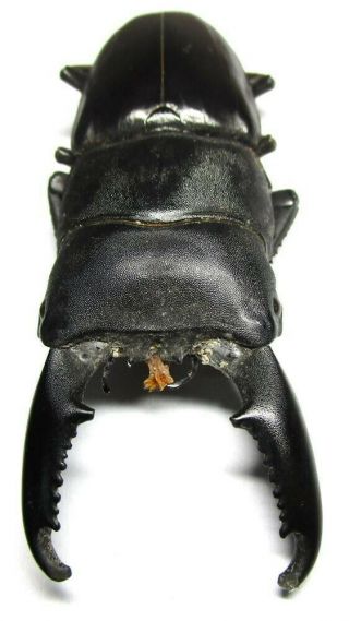 G001 Mi : Dv : Lucanidae: Dorcus Titanus Mindanaonis 78mm A -