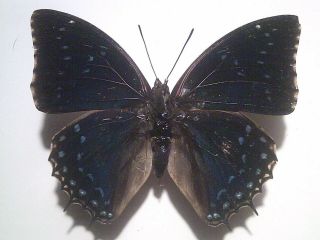 Insect/butterfly//moth Set/spread B6250 Large Blue Charaxes Tiridates 8.  5 Cm
