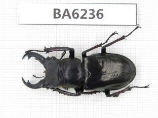 Beetle.  Lucanus Langi.  Tibet,  Motuo County.  1m.  Ba6236.