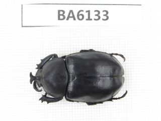 Beetle.  Xylotrupes Gideon Ssp.  Myanmar Border,  N Mt.  Gaoligongshan.  1m.  Ba6133.